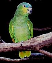 Colorful Parrot Pic
