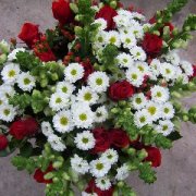 A bouquet of red roses and a daisy like flower called marguerites or Paris daisies
