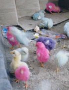 Purple and Pink baby chicks