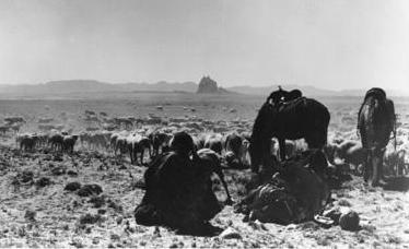 Desert Shepherds
