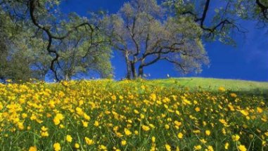 A field of buttercups in the country