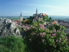 Looking up the hill at the Mikulov Castle with a bloom of purple flowers in the foreground