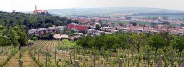 View of the countryside around Mikulov, showing a local vineyard