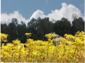 A view of yellow flowers in the foreground with trees behind