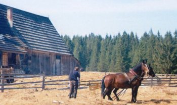 Country Farm with working horse