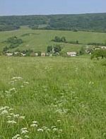 Slovakia Countryside with white wildflowers