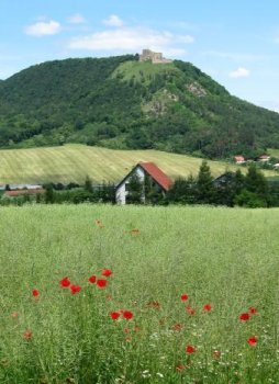 Slovakia Countryside with red wildflowers