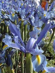 Example of beautiful iris