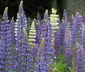 Example of Lupin flowers